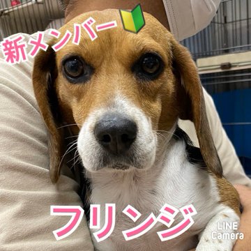 🐾新メンバー🔰ご紹介🐾2023,6,22【保護犬カフェ天神橋店】